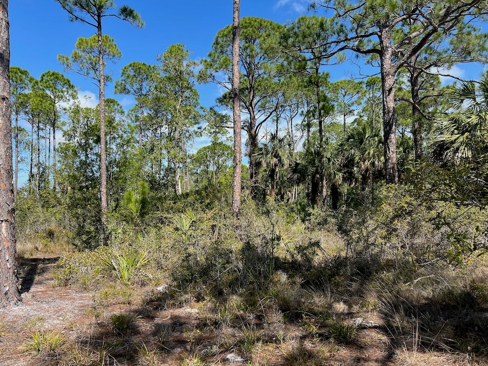 Pines on Lot 29